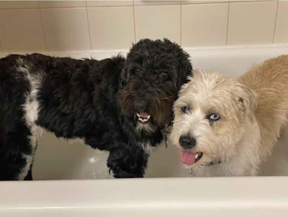 Hadley and Dudley up for Adoption